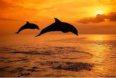 任天堂对Switch模拟器Yuzu作者发起诉讼