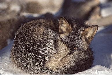 《你好！我们还有场恋爱没谈》Steam页面 发售日待定